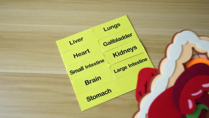 3D Human Organs Anatomy