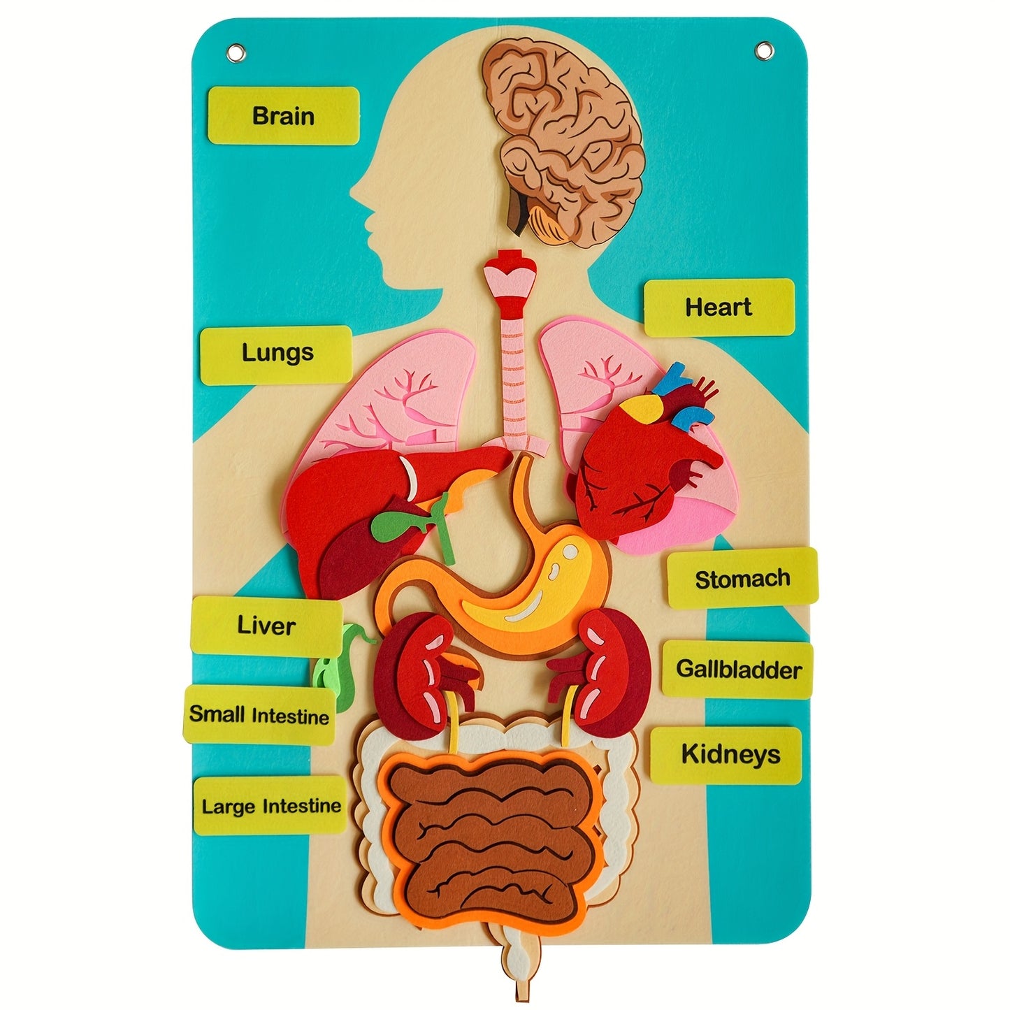 3D Human Organs Anatomy