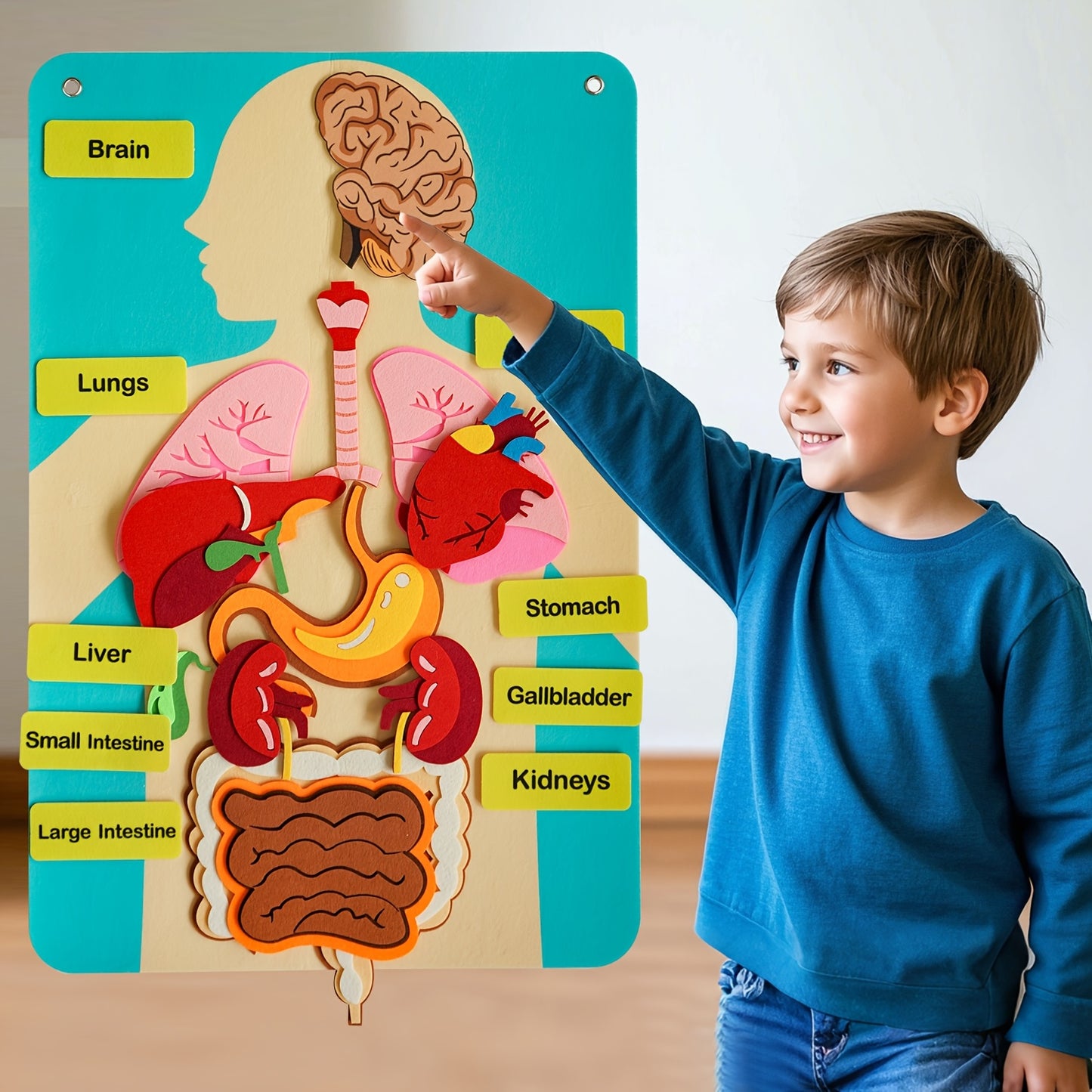 3D Human Organs Anatomy