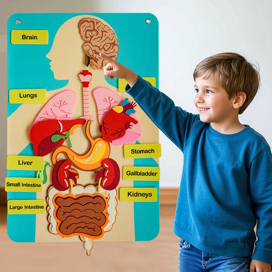 3D Human Organs Anatomy