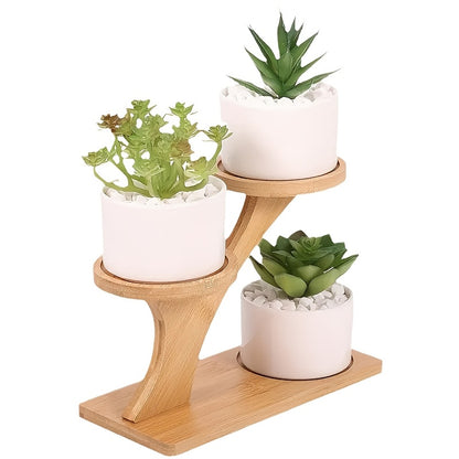 Two-Tiered Display Shelf for Small Potted Plants