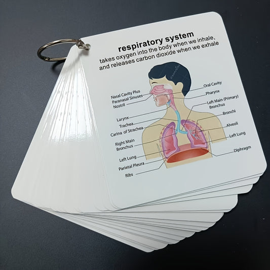 Anatomy Flash Cards for Human Body Systems