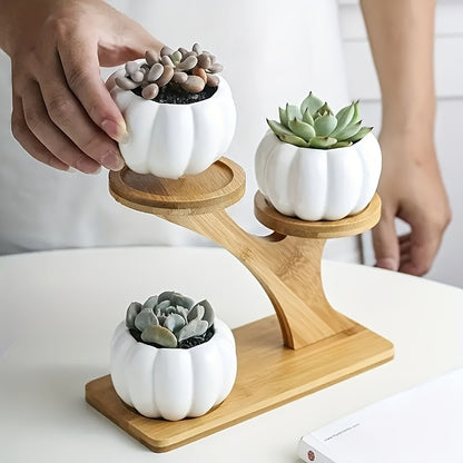 Two-Tiered Display Shelf for Small Potted Plants