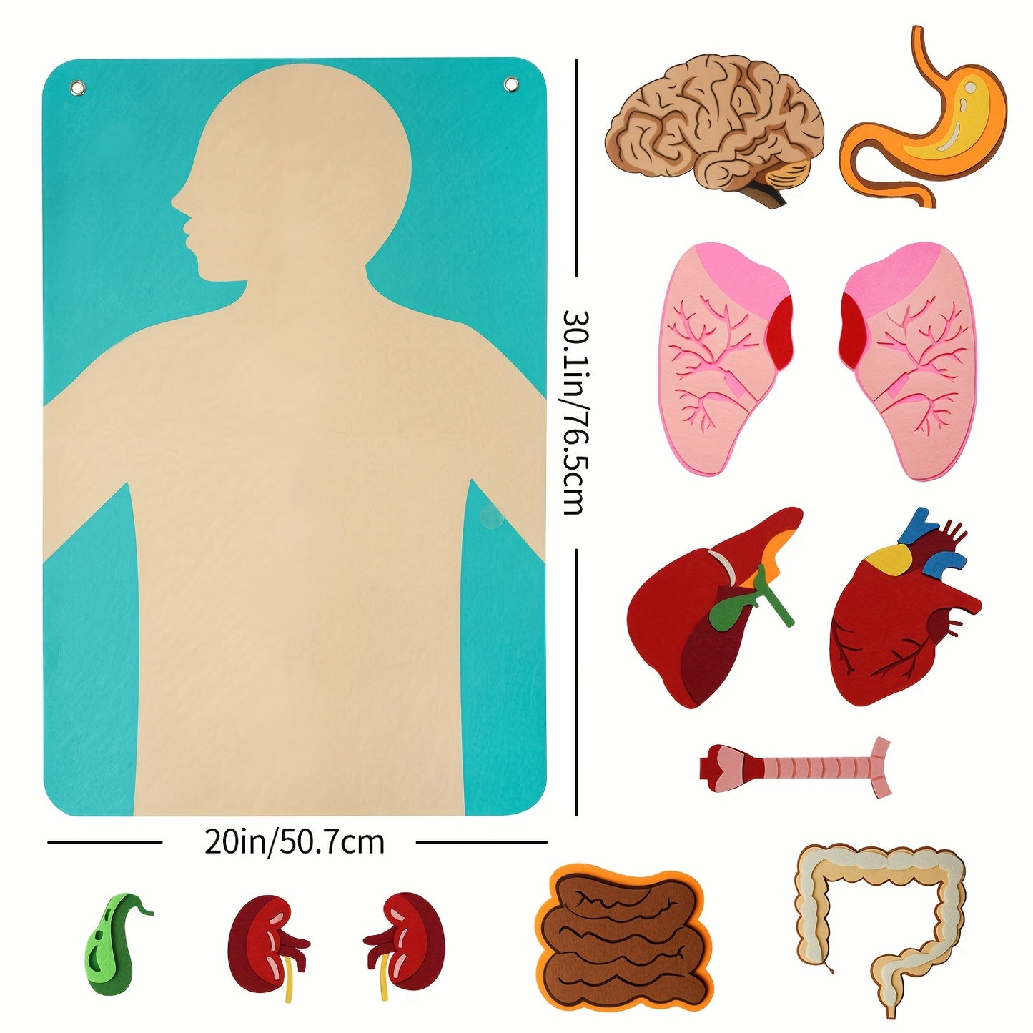 3D Human Organs Anatomy