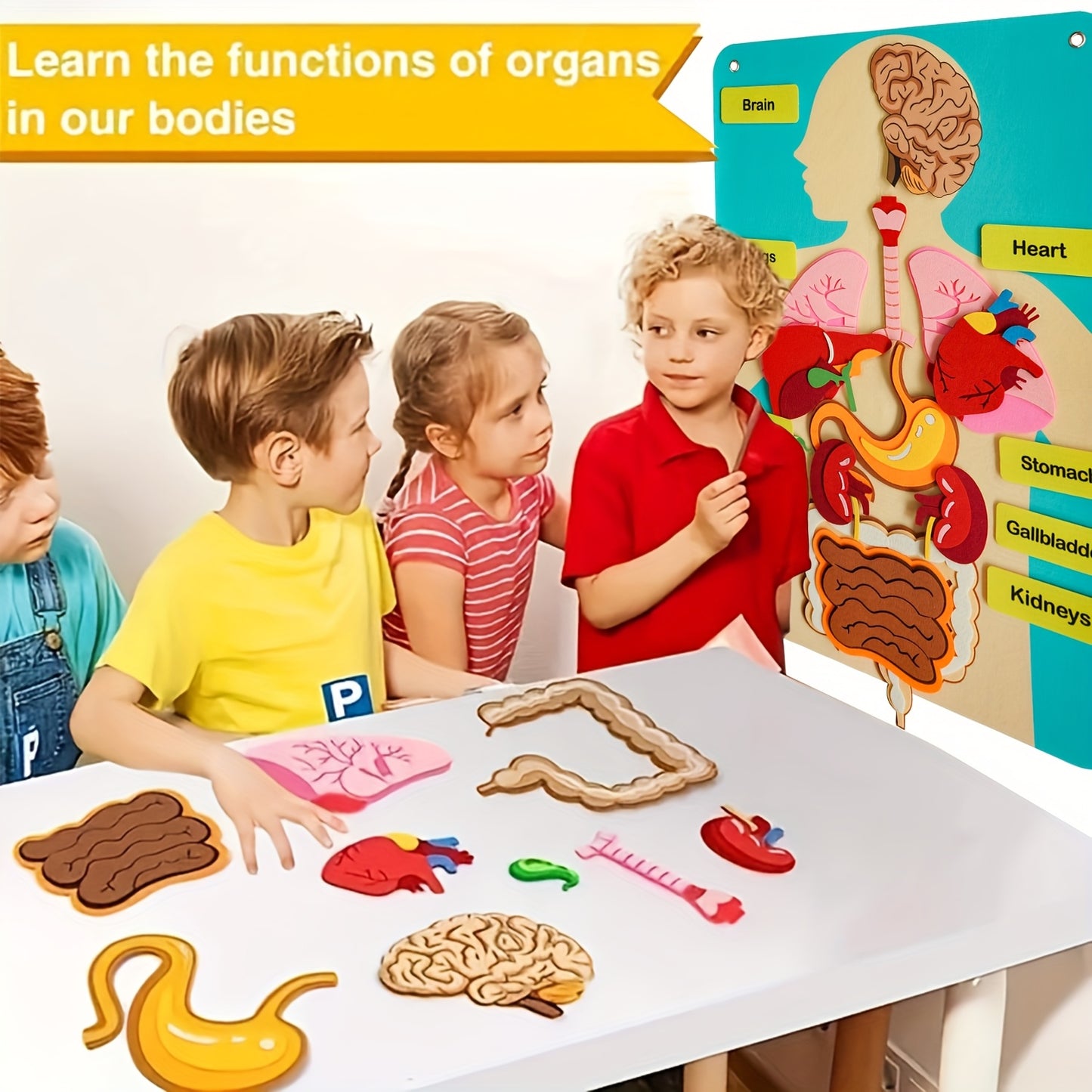 3D Human Organs Anatomy