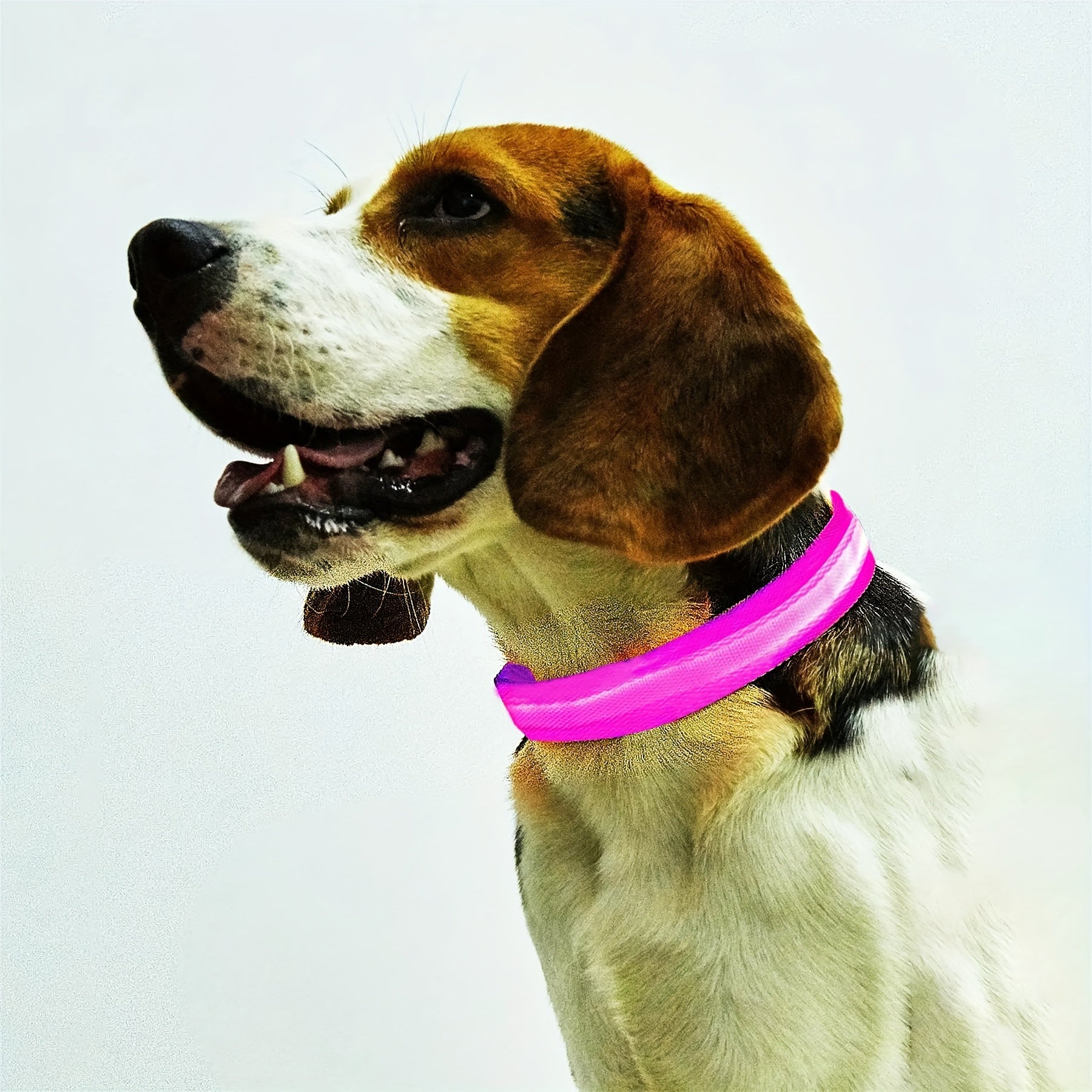 LED Glow - In - The - Dark Pet Collar For Dogs - HazMarket