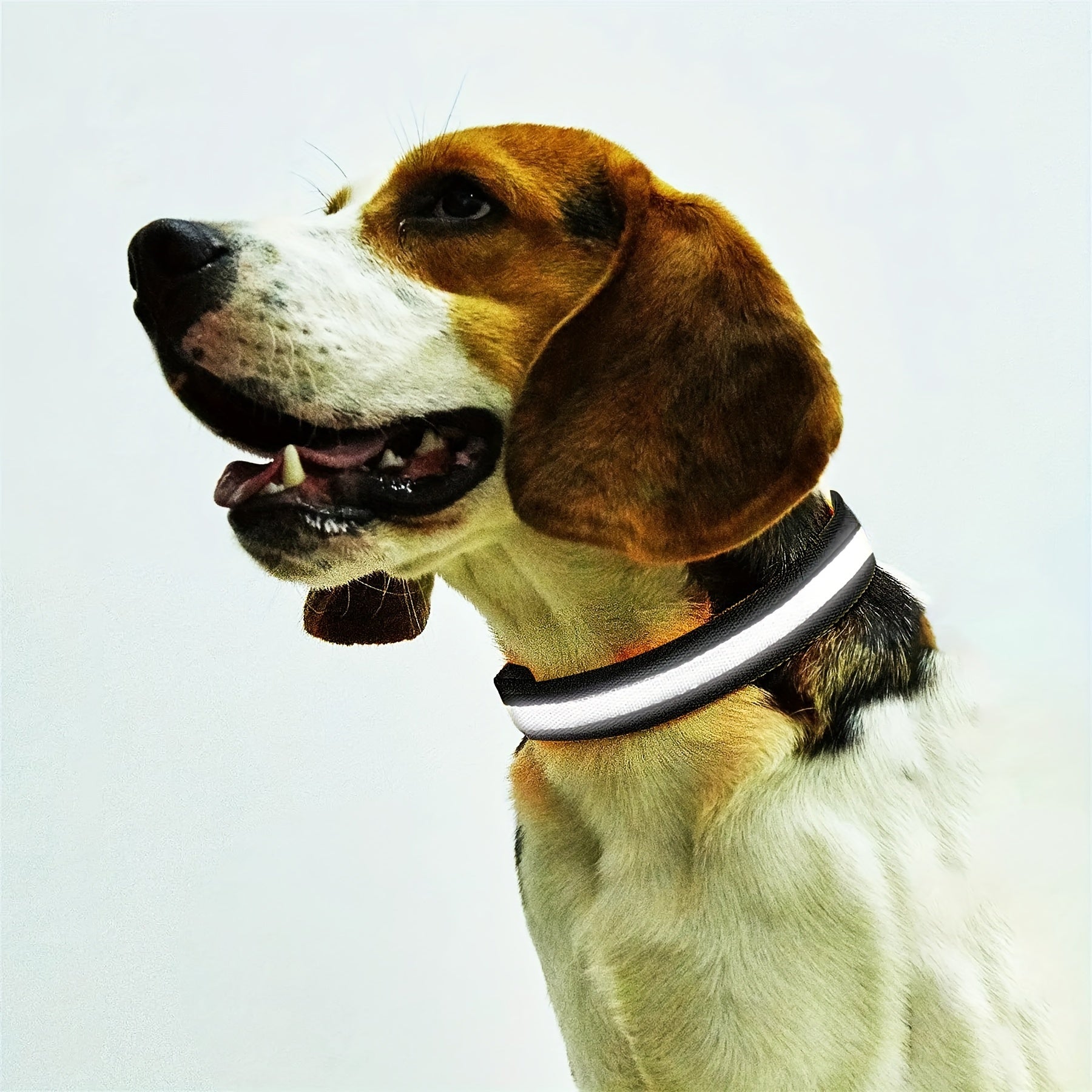 LED Glow - In - The - Dark Pet Collar For Dogs - HazMarket