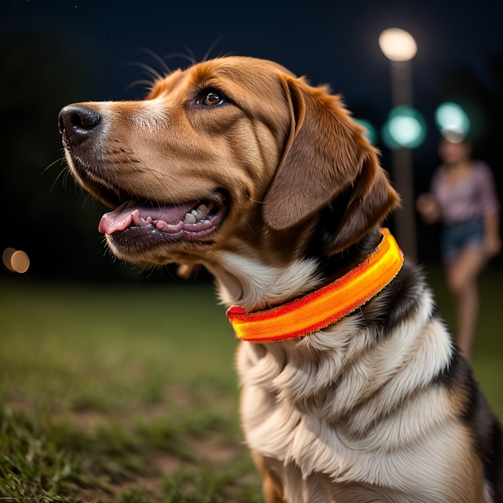 LED Glow - In - The - Dark Pet Collar For Dogs - HazMarket