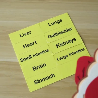 3D Human Organs Anatomy