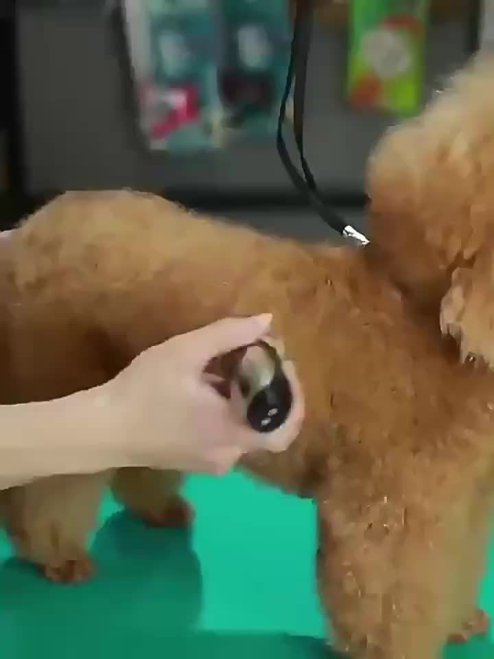 Professional Pet Electric Clipper Kit For Dogs and Cats - HazMarket