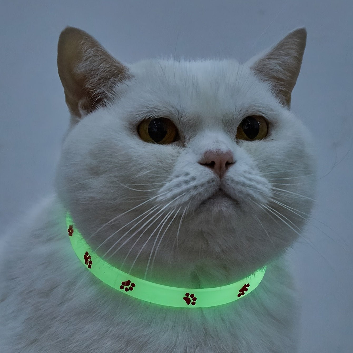 Reflective Cat Collar with Paw Print Design - HazMarket